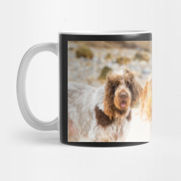 Beach hair Spinone by heidiannemorris